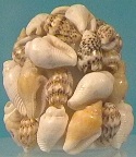 CARACOLAS DE MAR